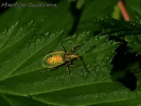 Groene bladsnuitkever [Phyllobius pomaceus]